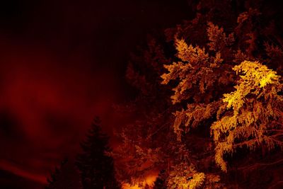 Low angle view of tree against sky at night