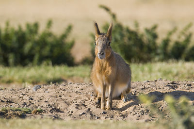 Deer standing on field