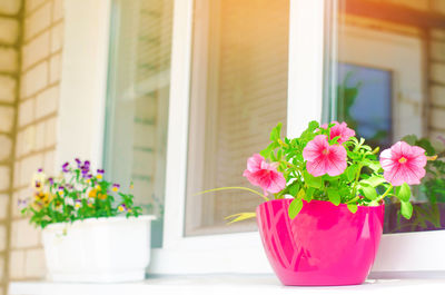 A pot of pink petunias stands on the window, beautiful spring and summer flowers for home