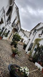 Potted plants by street and buildings against sky