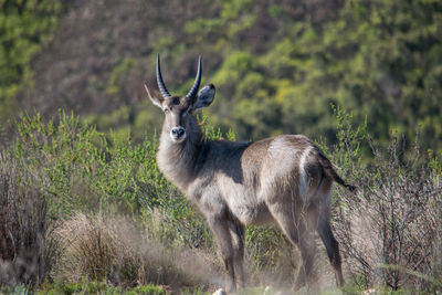 Deer standing in grass