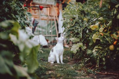 Cute cat smelling tomato plant leaves in the garden