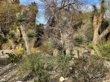 View of trees on field