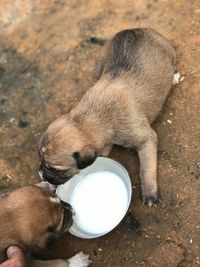 High angle view of dog drinking water