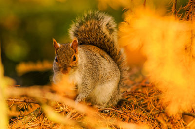 Squirrel on field during autumn