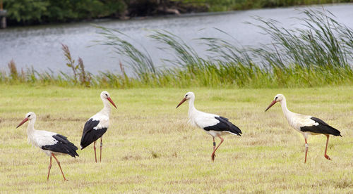 Ducks on a field