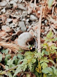 High angle view of crab on field
