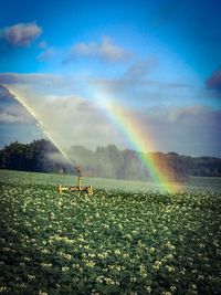 Scenic view of field against rainbow in sky