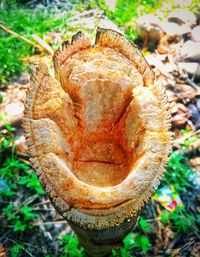 Close-up of mushroom growing on tree trunk