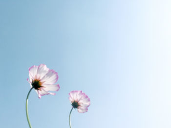 Close-up of pink flower against blue sky