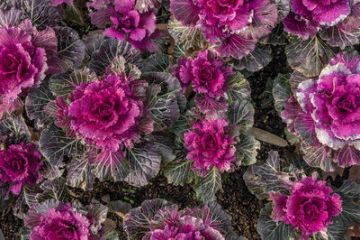 Field of purple and pink ornamental flowering kale plants with dark green leaves. brassica oleracea