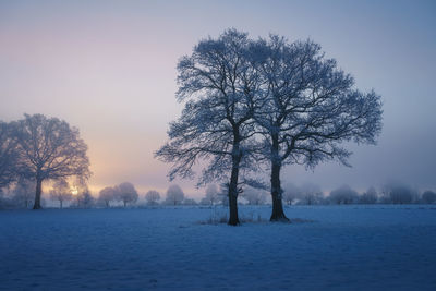 Bare tree on snow covered field against sky