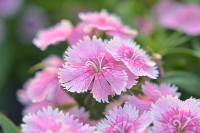 Close-up of pink flowers blooming outdoors