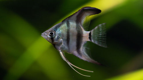 Close-up of fish swimming in planted aquarium 