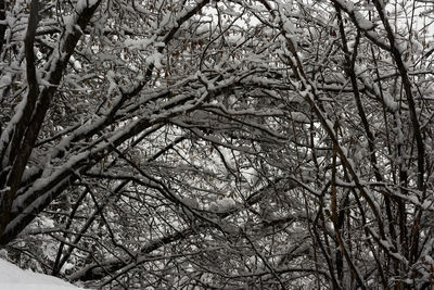 Low angle view of bare trees