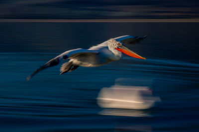 Close-up of bird flying over lake