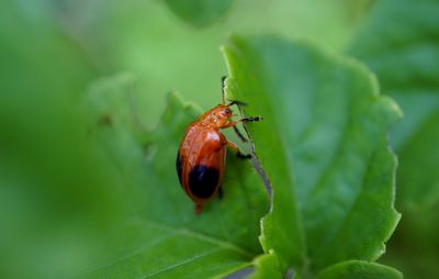 Close-up of leaf beetle on damage leaf