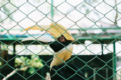 Close-up of bird seen through chainlink fence