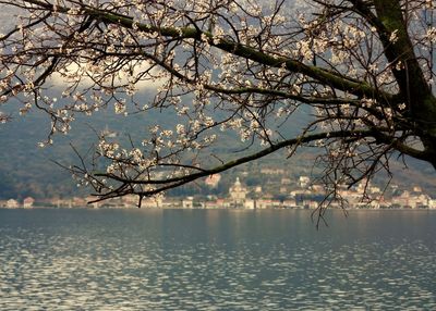 Bare tree by lake against sky