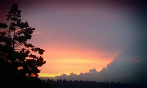 Silhouette of trees at sunset