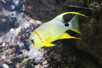 Close-up of fish swimming in sea