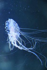 Close-up of jellyfish in water