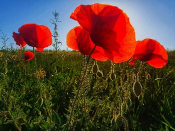 Close-up of red poppy flowers on field