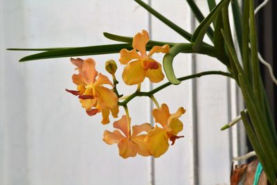 Close-up of yellow flowering plant