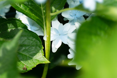 Close-up of white flowering plant