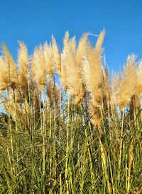 Low angle view of corn field against clear blue sky