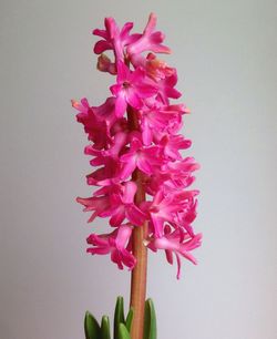 Close-up of flowers over white background