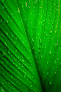 Full frame shot of wet leaves