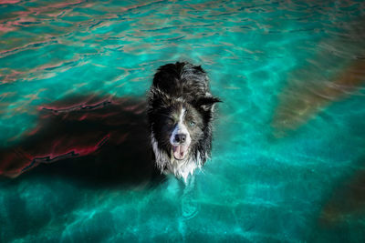 High angle view of dog swimming in pool