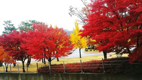 Red autumn trees against sky