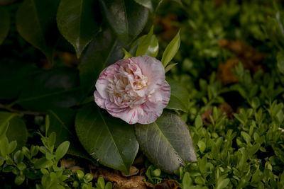 Close-up of rose blooming outdoors