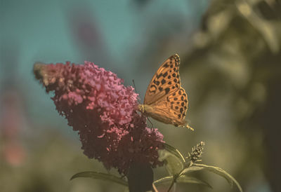 Close-up of butterfly pollinating on pink flower