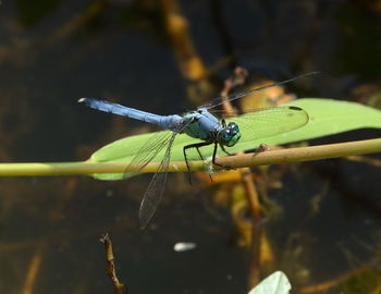 Close-up of dragonfly on plant