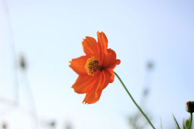 Close-up of orange cosmos flower against sky