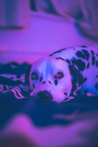 Close-up portrait of dog