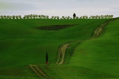 Scenic view of agricultural field against sky