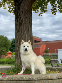 View of a dog against sky