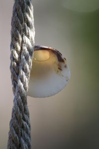 Close-up of twisted rope