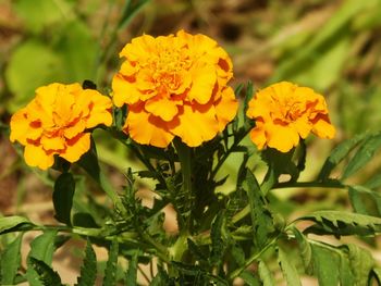 Close-up of yellow marigold blooming outdoors