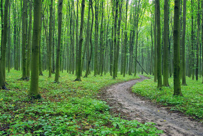 Trees in forest