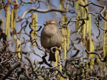 Close-up of bird perching on branch