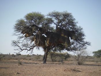 Tree on field against clear sky