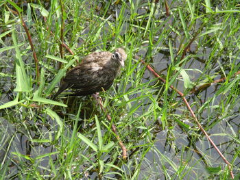 Bird perching on grass