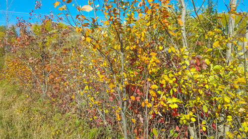 Close-up of yellow flowers growing in forest