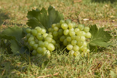 Close-up of fruits growing on field