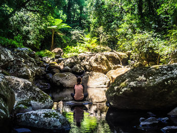 Plants growing on rocks by river in forest